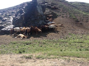 Horses in Northern Mongolia 1     