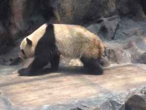 Panda 1 