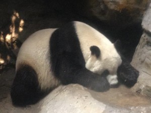 China: Pandas