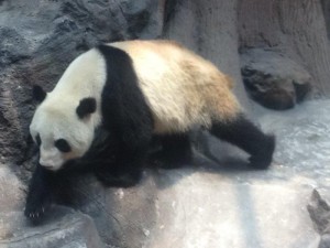 Panda 2 