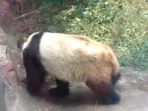 Panda 6 