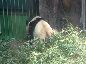 Panda 9 