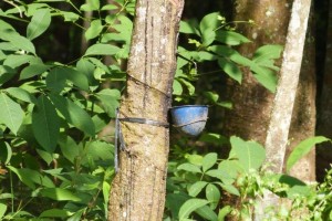 Sumatra second camp rubber tress (6)     