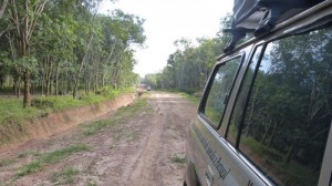 Sumatra second camp rubber tress (9)     